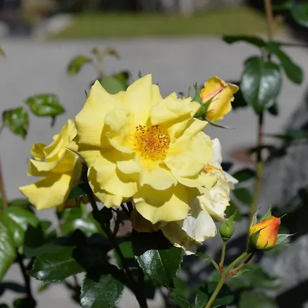 Haus Dietz דירה *