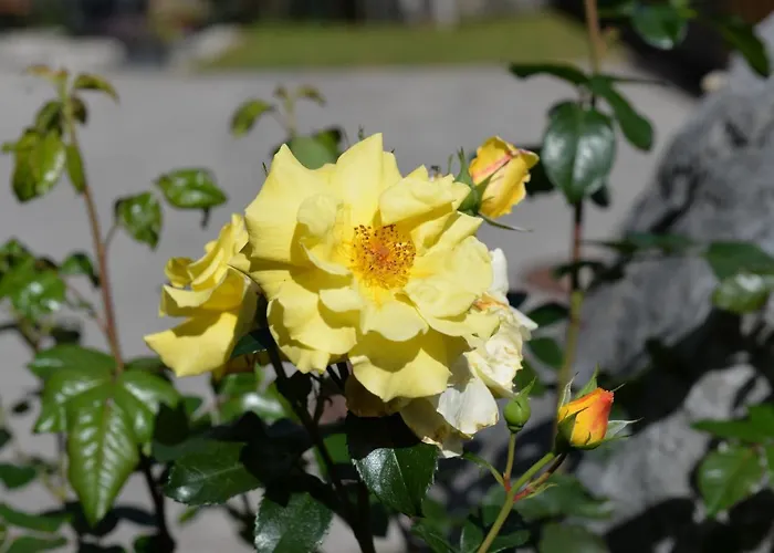 Haus Dietz Apartmán *